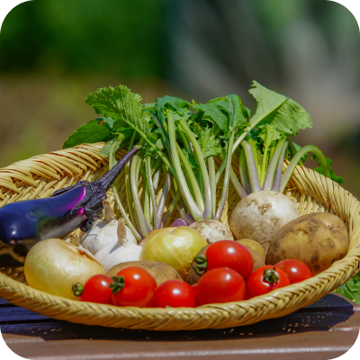 様々な野菜を収穫できます