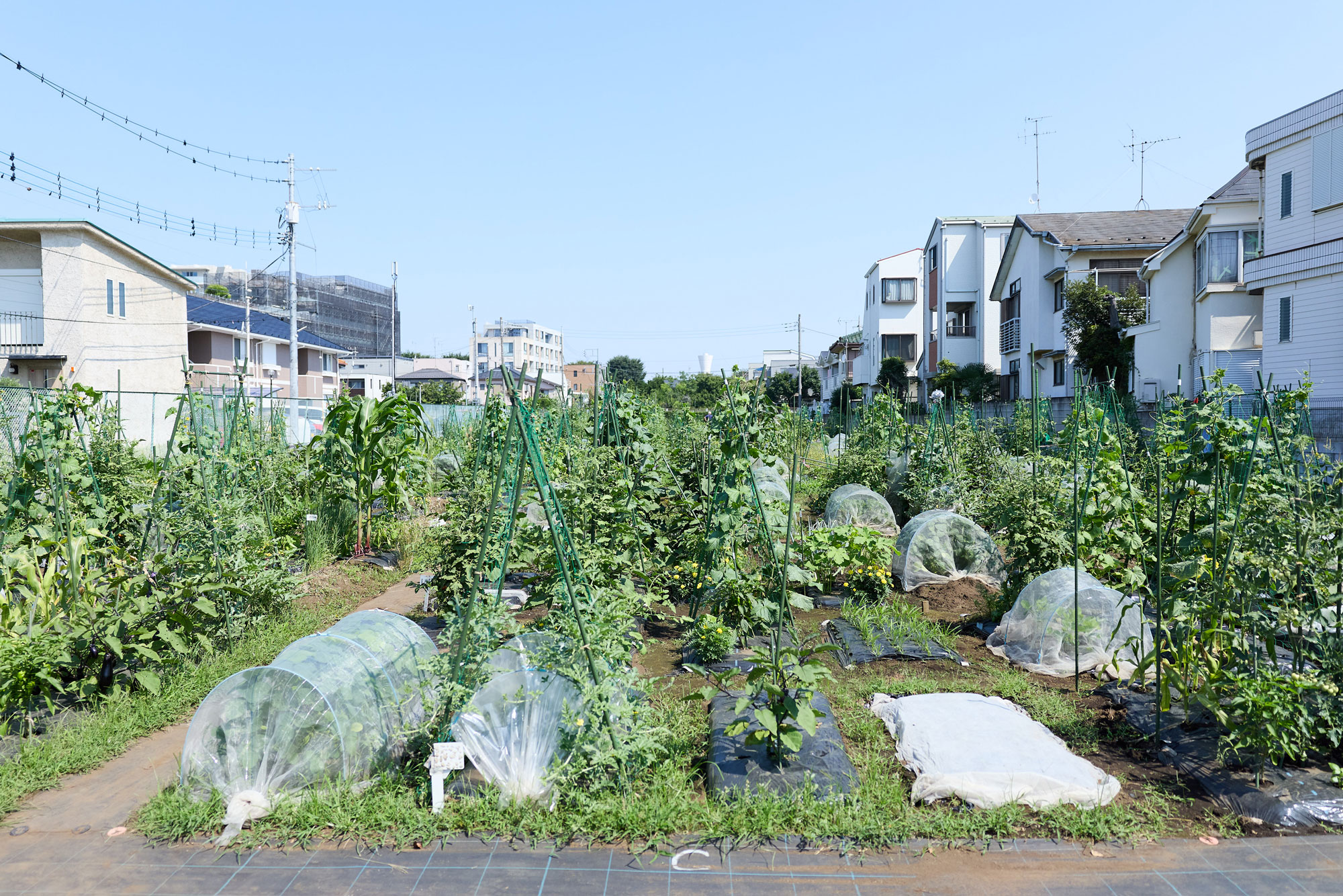 農園の風景 3